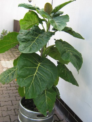Tamarillo1808.JPG