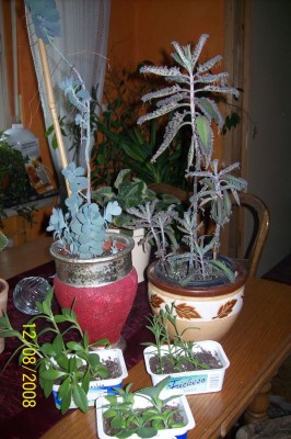 100_1395.jpg