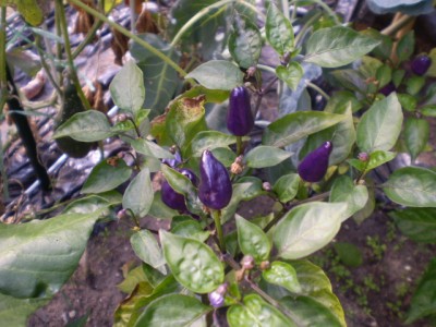 Chilli - Ecuador purple Freiland.JPG