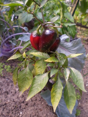 Chilli - Czech Black - Freiland.JPG