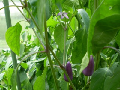 Chilli - Ecuador purple GWH groß mB.JPG