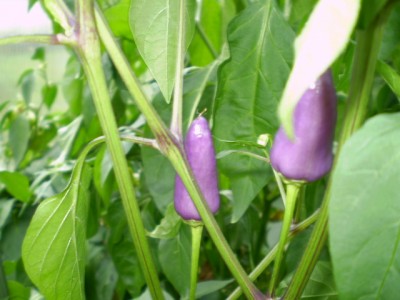 Chilli - Ecuador purple GWH groß.JPG