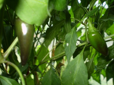 Chilli - Czech Black GWH groß1.JPG