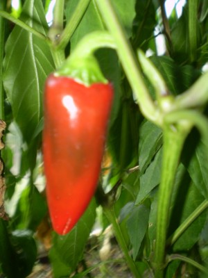 Chilli - Czech Black GWH groß.JPG