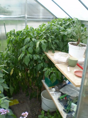 Chilli - Czech Black GWH.JPG