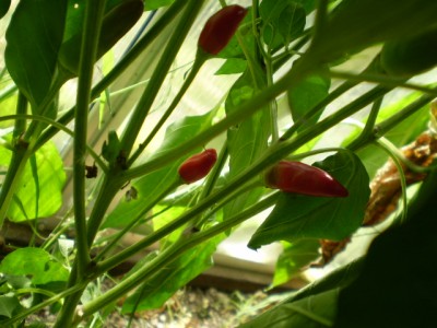 Chilli - Calabria pepper GWH groß2.JPG