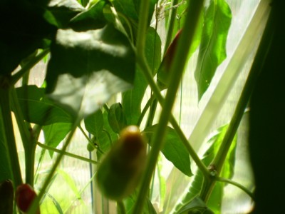 Chilli - Calabria pepper GWH groß1.JPG