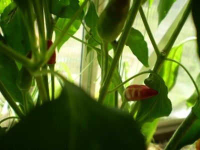 Chilli - Calabria pepper GWH groß.JPG