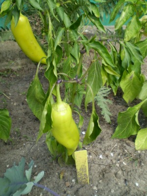 Paprika Freiland.JPG