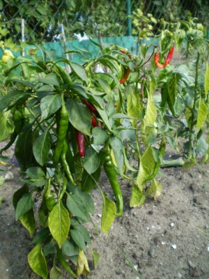 Chilli - normale Freiland.JPG