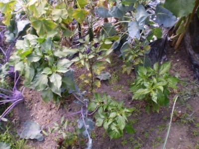Chilli - Ecuador purple und Czech Black zw. bl. Kohlrabi Freiland.JPG