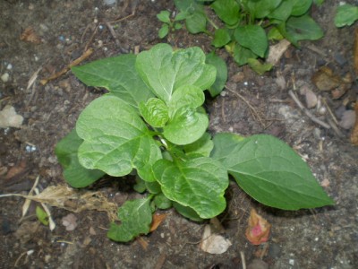 Physalis alkengi aus Schatzkiste g24.JPG