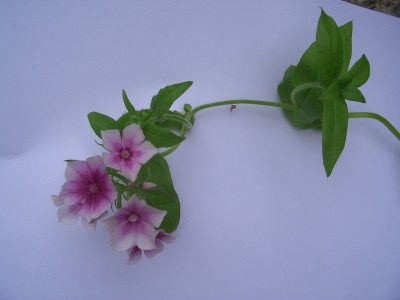 Blume1.JPG