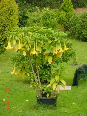 gelbe Et Pflanze 0808.jpg