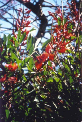 Erythrina-02.jpg