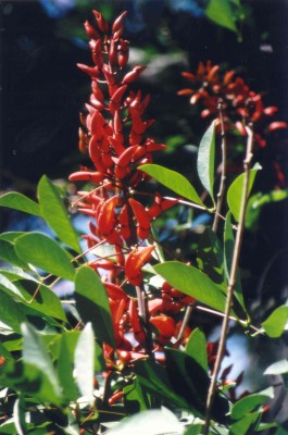 Erythrina-01.jpg