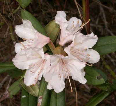 Rhodo.jpg