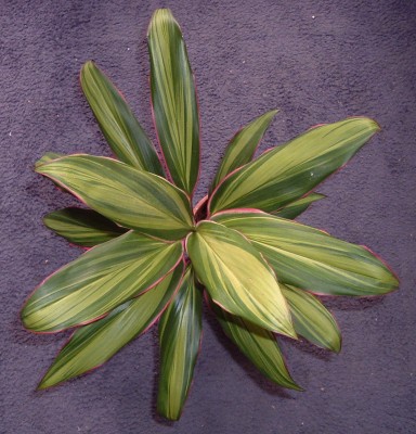 Cordyline kiwi.JPG