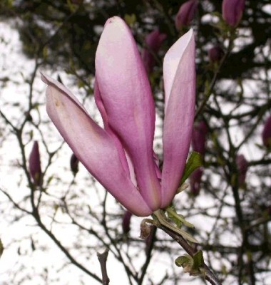 Magnolia.jpg