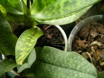 orchidee 003.JPG