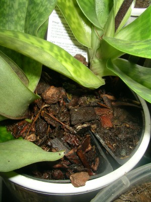 orchidee 002.JPG