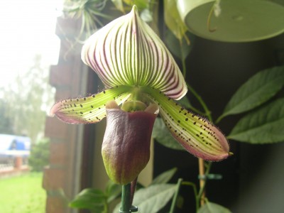 orchidee 001.JPG