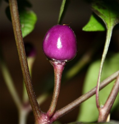 purplefrucht.jpg