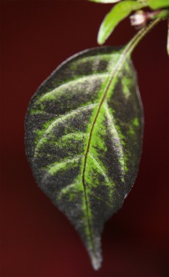 purpleblatt.jpg
