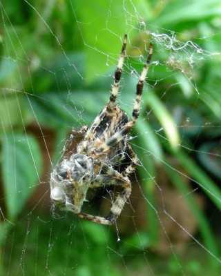 Spinne - Unterseite w.jpg