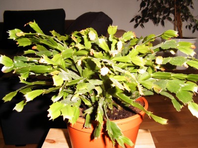 PICT0035.JPG