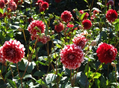 DSCF5550.JPG