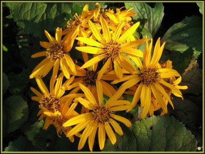 30er Ligularia  3zu4.JPG