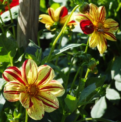 DSCF5578.JPG