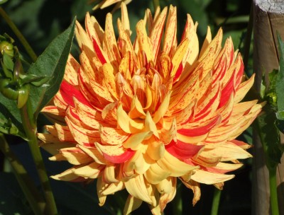 DSCF5604.JPG