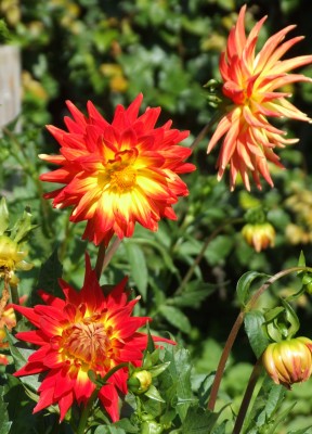 DSCF5641.JPG