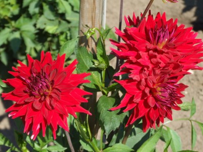 DSCF5639.JPG