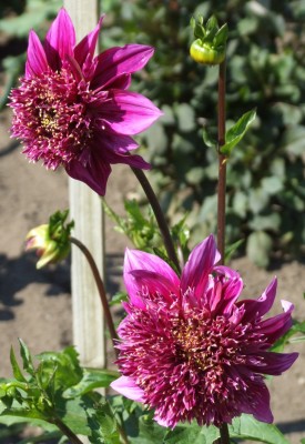 DSCF5634.JPG