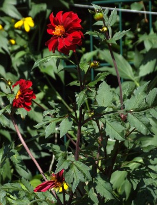 DSCF5626.JPG