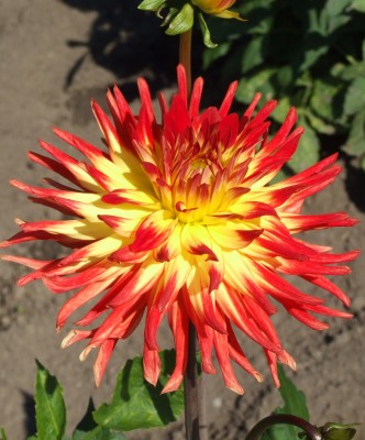 DSCF5621.JPG