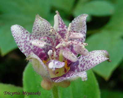 Tricyrtis Miyazaki web.jpg
