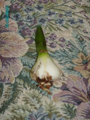 PICT0182.JPG