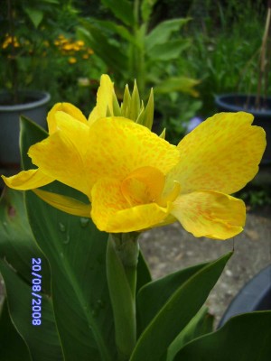 canna weissnicht.jpg