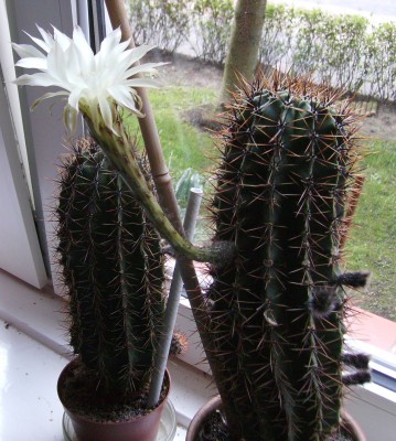 kaktus blüte.JPG