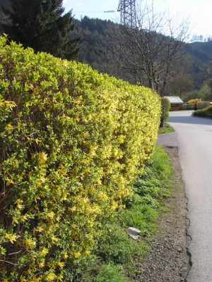 fordithienhecke (1).JPG