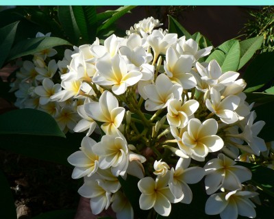 Bee Gees 6 weeks 006.JPG