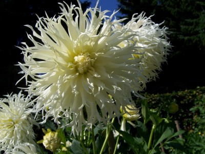 Hirschgeweih Dahlia Dentalle de venise 1.JPG