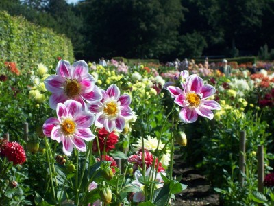 Halzkrausen Dahlia Gruss aus Waldhaus.JPG