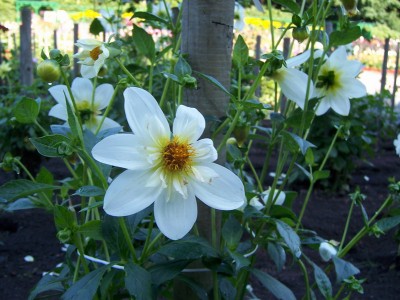 Halskrausen Dahlia Alpen Cherub.JPG