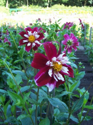Halskrausen dahlia 0176.JPG