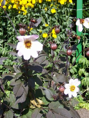 Einfach Dahlia Bischop of Dover.JPG